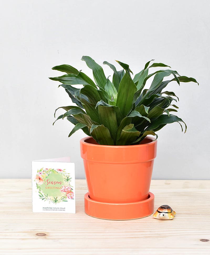 Ceramic-Band-Pot-Orange-with-Exotic-Draceana-Compacta-1
