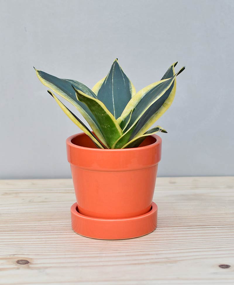 Ceramic-Band-Pot-Orange-with-Snake-Plant-Gold-Stripe