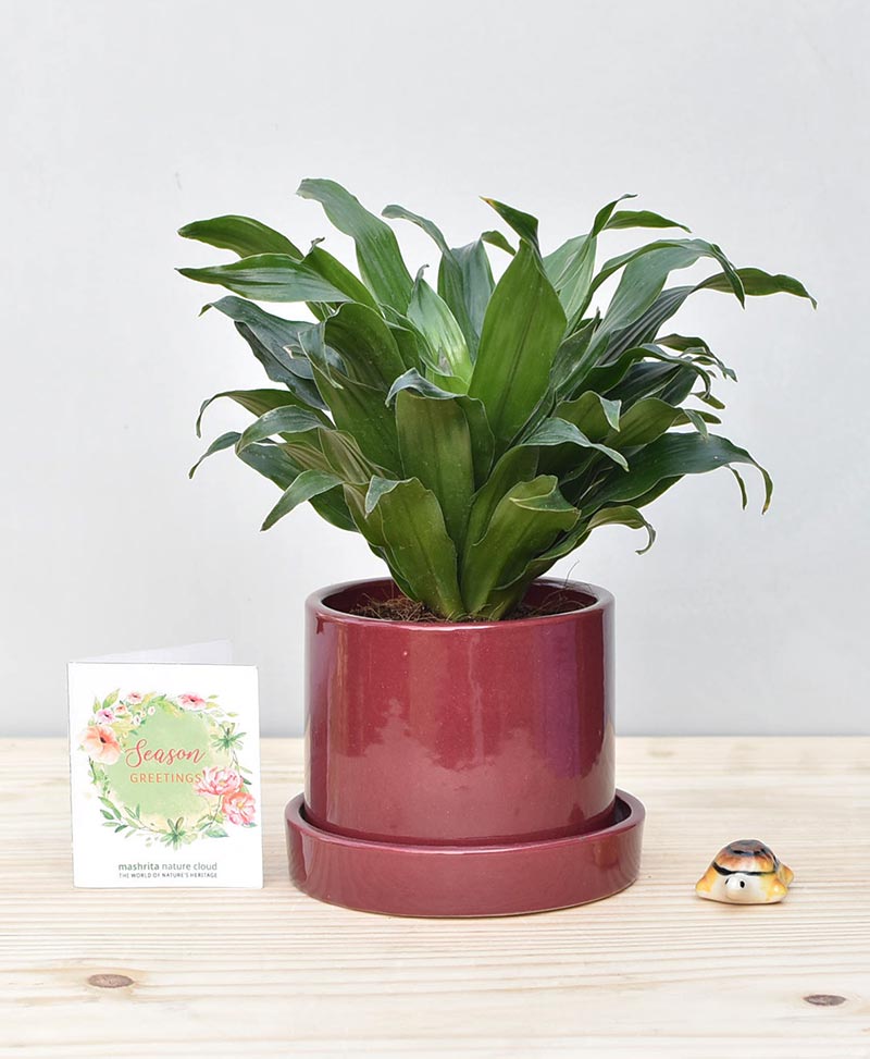 Ceramic-Cylendrical-Pot-Maroon-with-Exotic-Draceana-Compacta-1